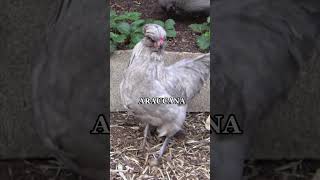 There are several breeds of chicken that lay blue eggs