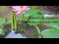 Kolam jadi semakin indah dengan bunga teratai  cara menanam teratai dalam kolam lotus waterlily