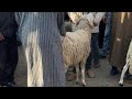 تبارك الله سوق السبت اولاد النمة ثمن الحولي عيد الاضحى 2000 درهم