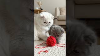 cute  cat with kitten #KittenOnBed #PlayfulKitten #FunnyCat #ViralShorts #CatPlaytime #CuteCatVidio