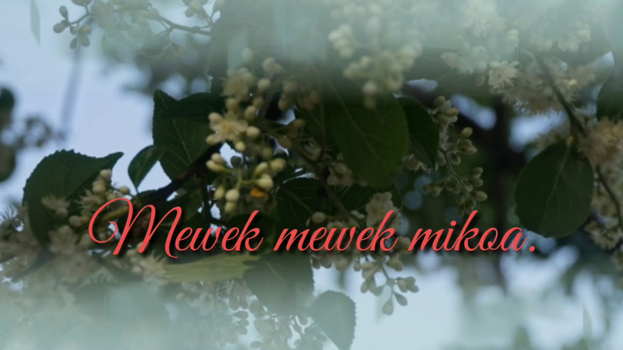 Mewek mewek garo song cover lyrics video hd tv