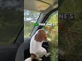 Dog vs Tree thumbnail