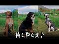 飼い主が戻ってくるまで’待てるかな？【里親運動会2026】