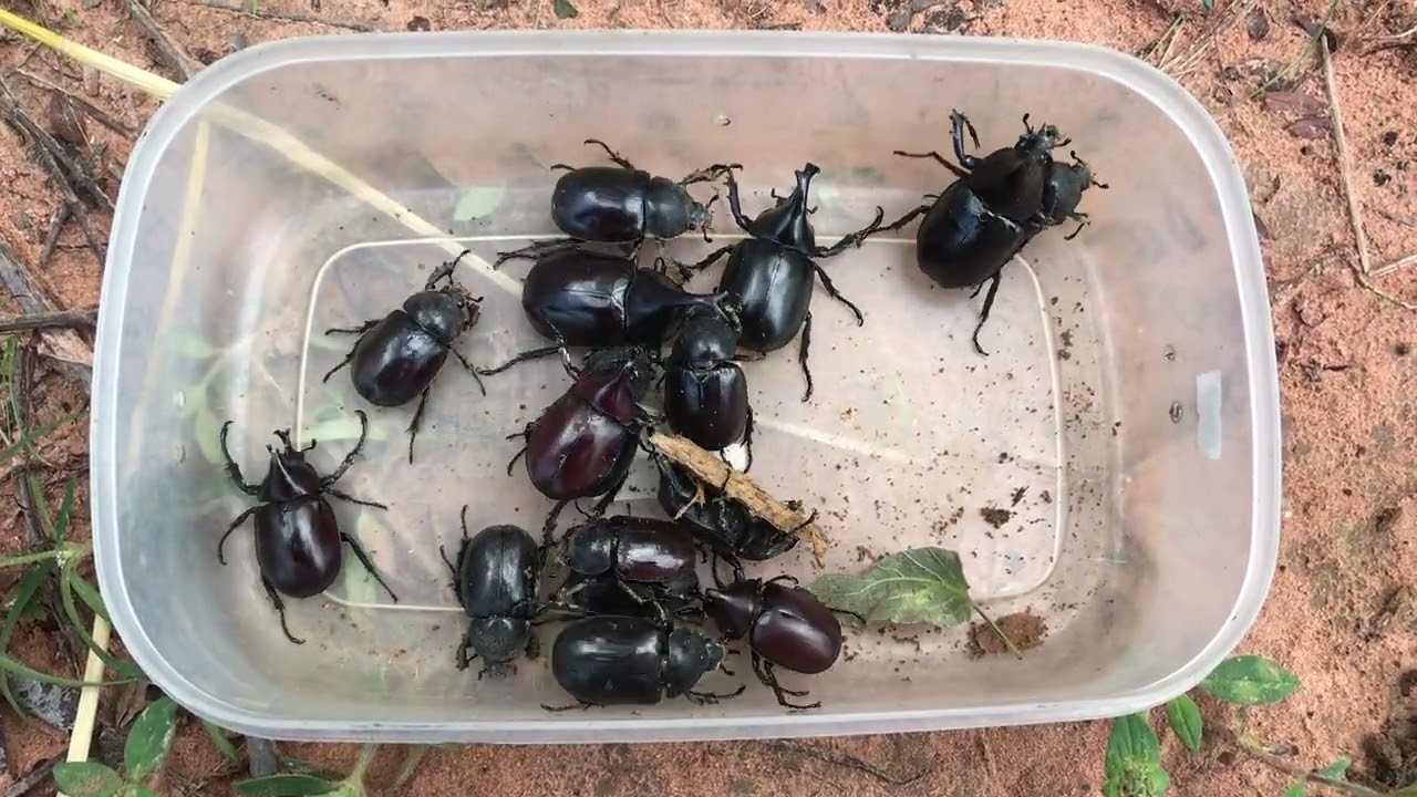 Many Beetle after I caught in The Wild