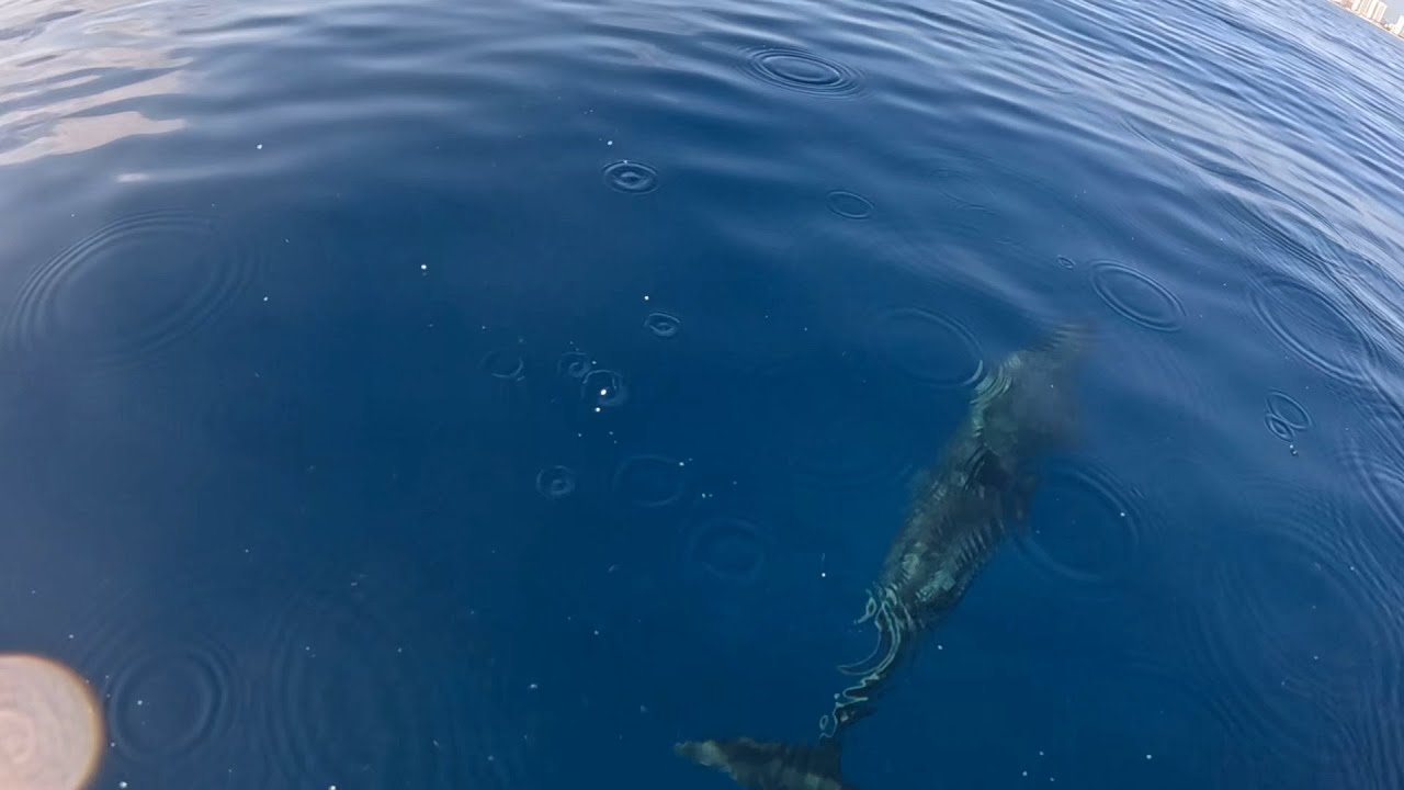 South Florida’s ocean wild life!!! Dolphin attack 😊
