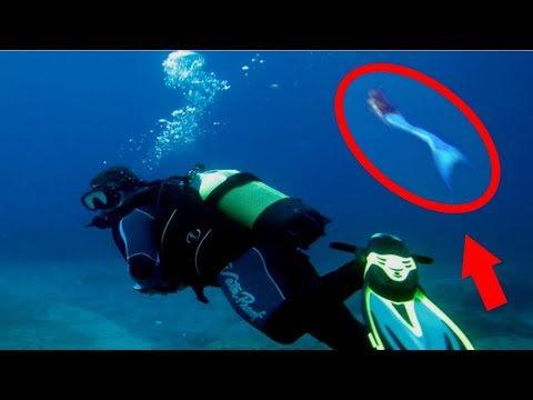 Видео: Наймаалж, селөдерейтэй далайн амьтан