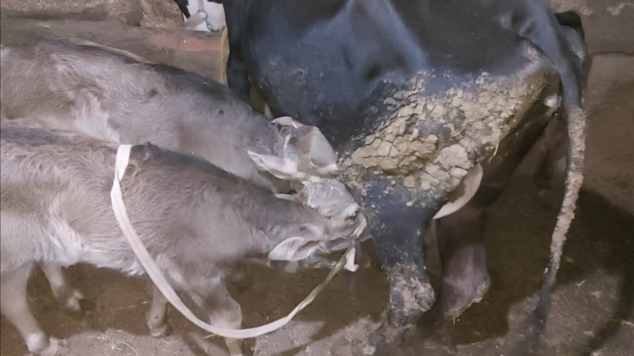 مشروع بسيط يكسبك شهريا ١٠ الاف جنيه(daily farming)