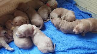 Goldendoodle Puppies For Sale in Orlando FL