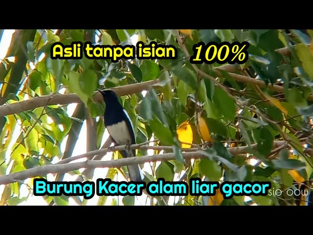 Burung Kacer alam liar gacor cocok untuk pikat class=