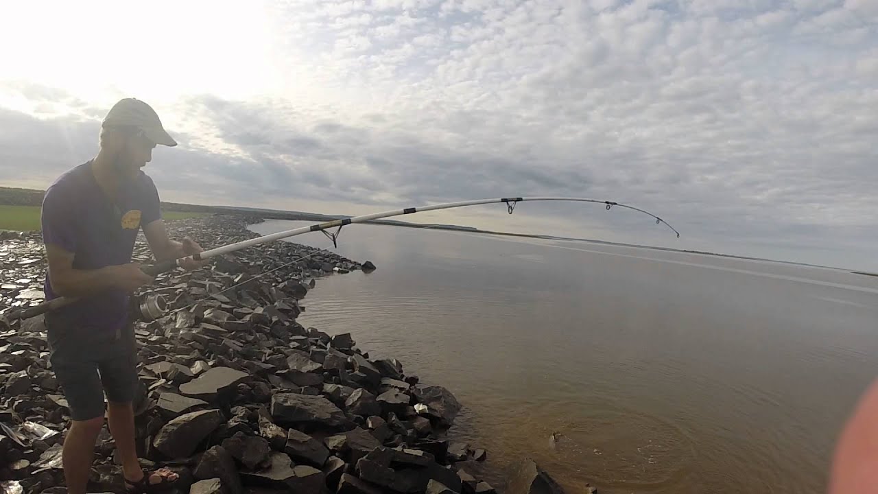 Striped bass fishing on the Gaspereau YouTube