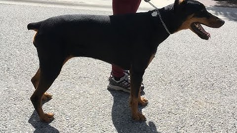 Videos for Gait Analysis