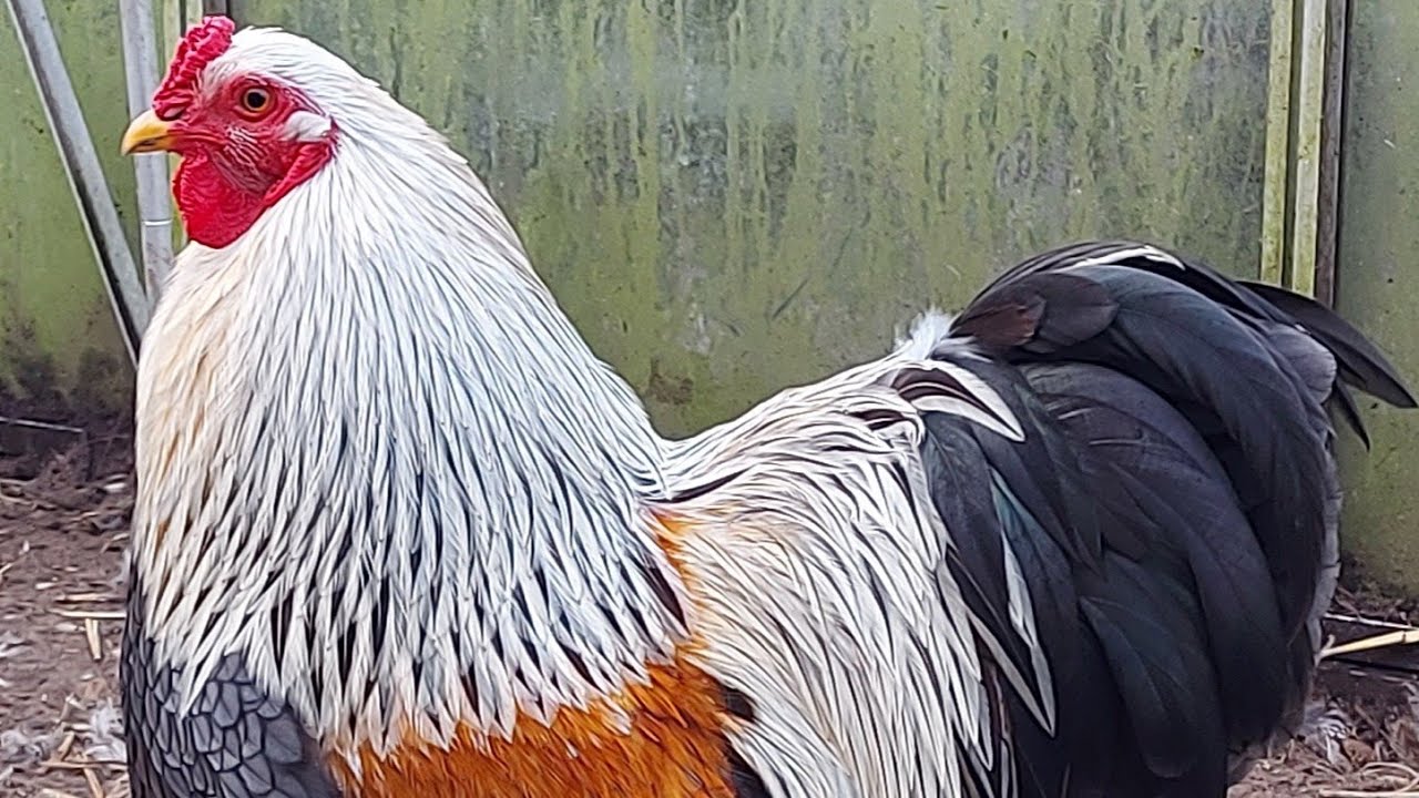 Bso brahma bantam flock