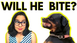 Are Rottweilers Dangerous? Busting 4 Myths About Rottweilers