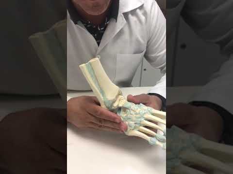 Vídeo: Onde está localizado o ligamento calcaneofibular?