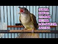 Download Lagu Paling Di Cari..!!! Suara Kapas Tembak Betina Memanggil Jantan MP3
