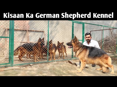 इस किसान का German Shepherd Kennel | Long Haired German Shepherd | Ultimate German Shepherd