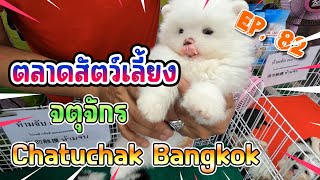 EP.82 เที่ยวตลาดสัตว์เลี้ยง 🌈วันนี้“พาเดินดูสัตว์เลี้ยง” 🐶😸🦜🐸 : Jatujak pest market