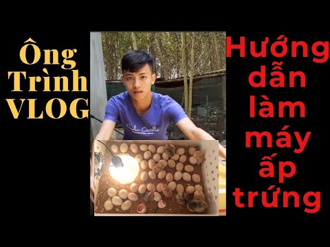 Cách làm máy ấp trứng gà đơn giản tại nhà, 5 phút là xong | Foci