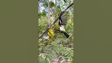 SI HIJAU CANTIK YANG JANTANNYA LEPAS DI TANGAN, MIKAT BURUNG SIRTU EKOR HITAM