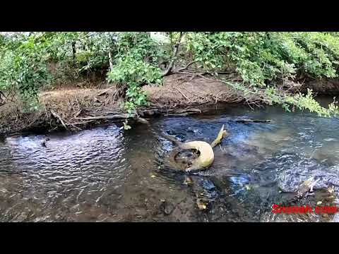 Видео: Ръководство за грижа за риба Betta