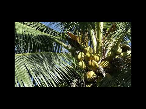 แนะนำเครื่องดนตรีไทย(ซอสามสาย)