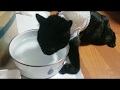 障害子猫の闘病日記㊽ ～ひなママのツンデレ ＆ コタくんのその後の様子～
