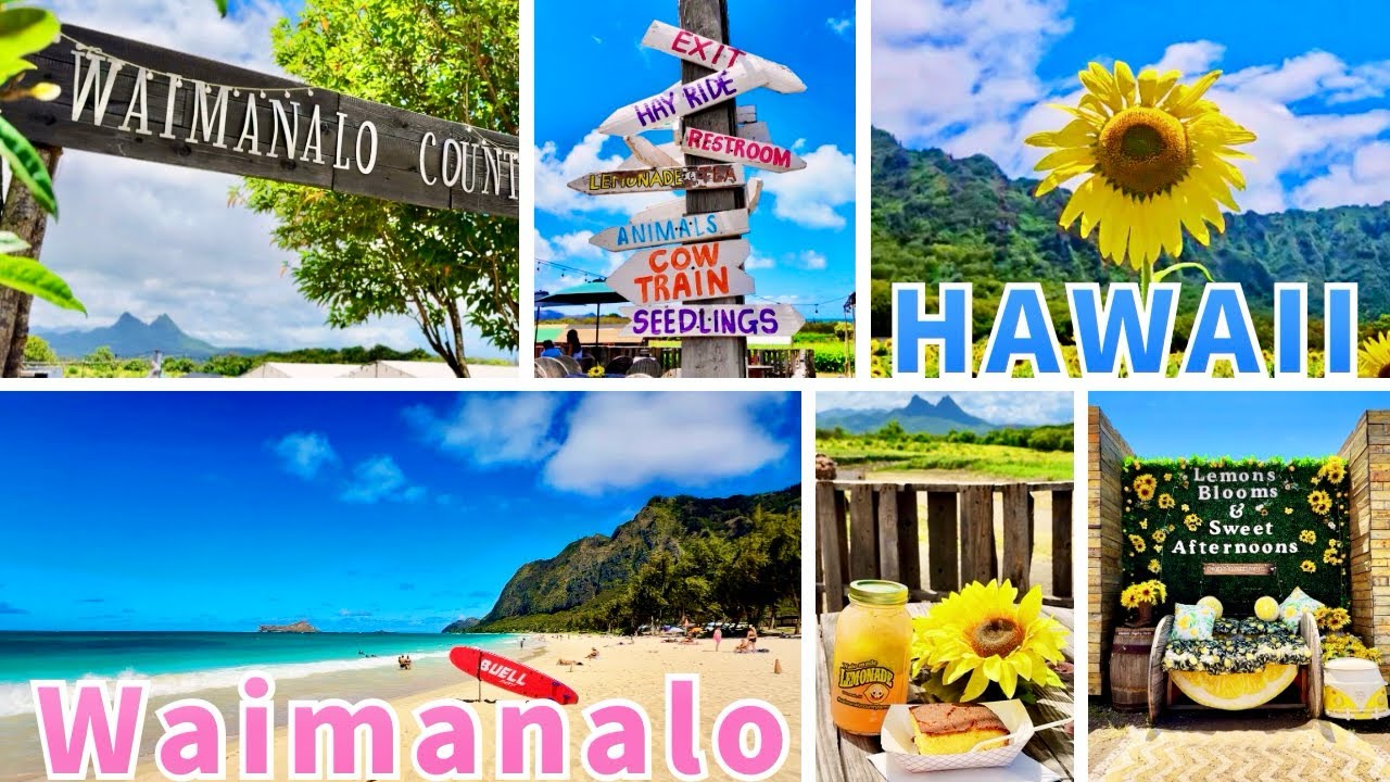 【2025夏ハワイ】癒しの海沿いドライブ&季節限定サンフラワーファーム🌻