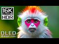OLED Dolby Vision 120fps 16K HDR - This Is What Premium Looks Like