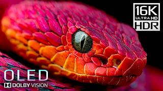 Download Lagu Real OLED Dolby Vision Demo - 16K Video ULTRA HD 60fps HDR Test MP3