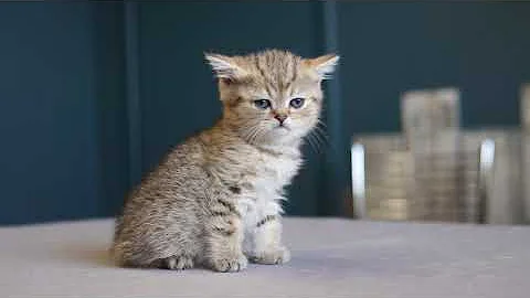 Watch the video about British golden female spotted tabby, 5 weeks old, cattery Fantasy Avalon.