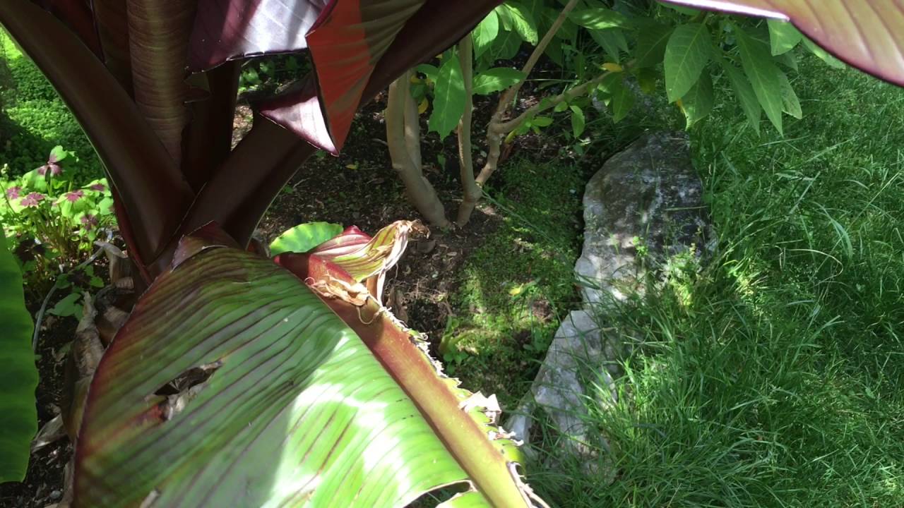 RED BANANA UPDATE My red abyssinian banana tree care RED BANANA UPDATE My red abyssinian banana tree care