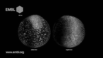 Zebrafish developing under microscope - Digital Embryo