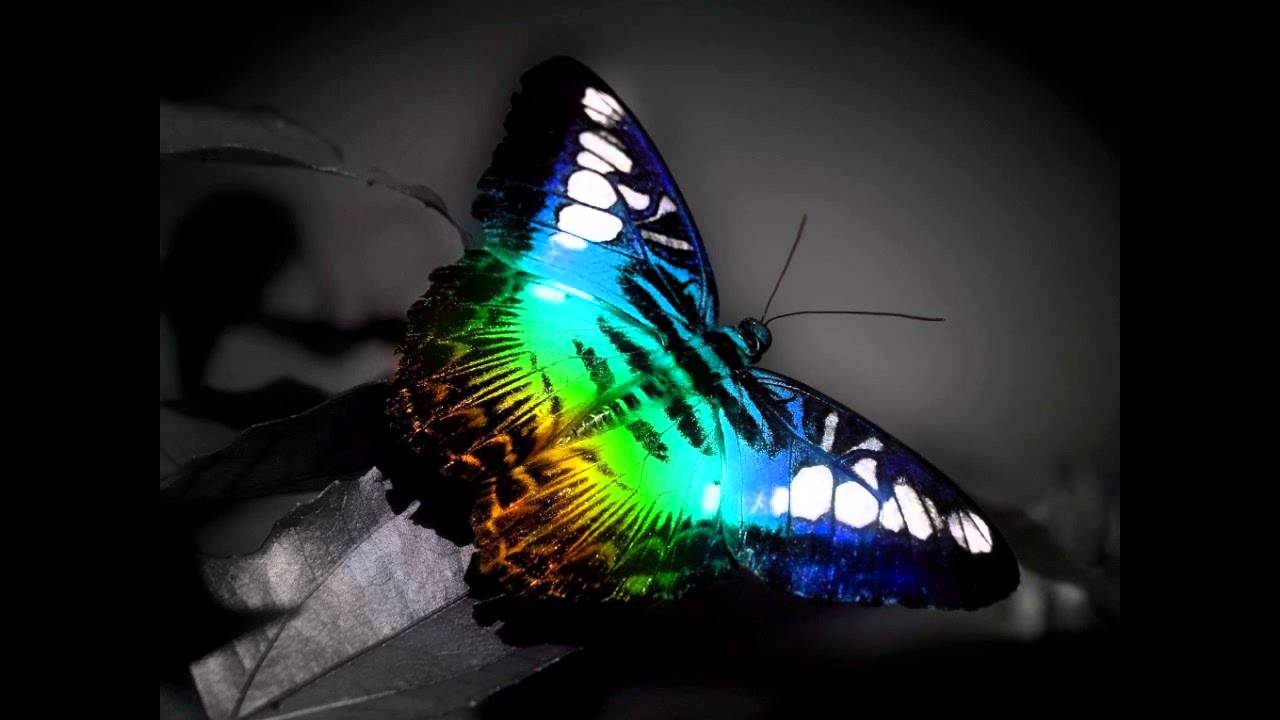 Techcrasher, Smoke Phoenix - Lump (Original Mix) auf YouTube ansehen Techcrasher, Smoke Phoenix - Lump (Original Mix) auf YouTube ansehen