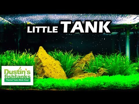 LIttle TANK! Talking Little Tanks! Small Aquarium Setups - LIttle TANK! Talking Little Tanks! Small Aquarium Setups