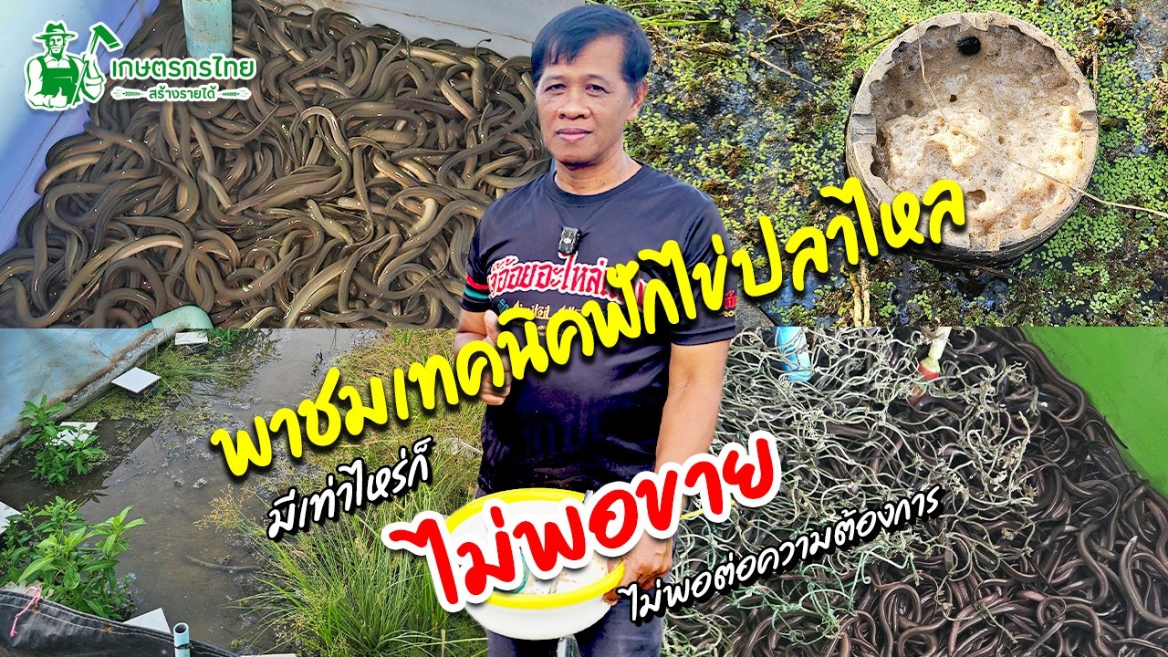 พาชมเทคนิค การฟักไข่ปลาไหล ให้อัตรารอดสูง มีเท่าไหร่ก็ไม่พอขาย #ปลาไหล #ฟักไข่ปลาไหล #เล็กครับ