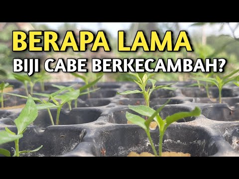 Video: Berapa lama biji paprika hijau berkecambah?