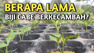 Berapa Lama Biji Benih Cabai Berkecambah? Apakah Bisa Berbulan-bulan? Begini Jawabannya...