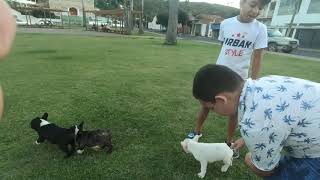 Emanuel com a Família de Buldogues passeando na Praça