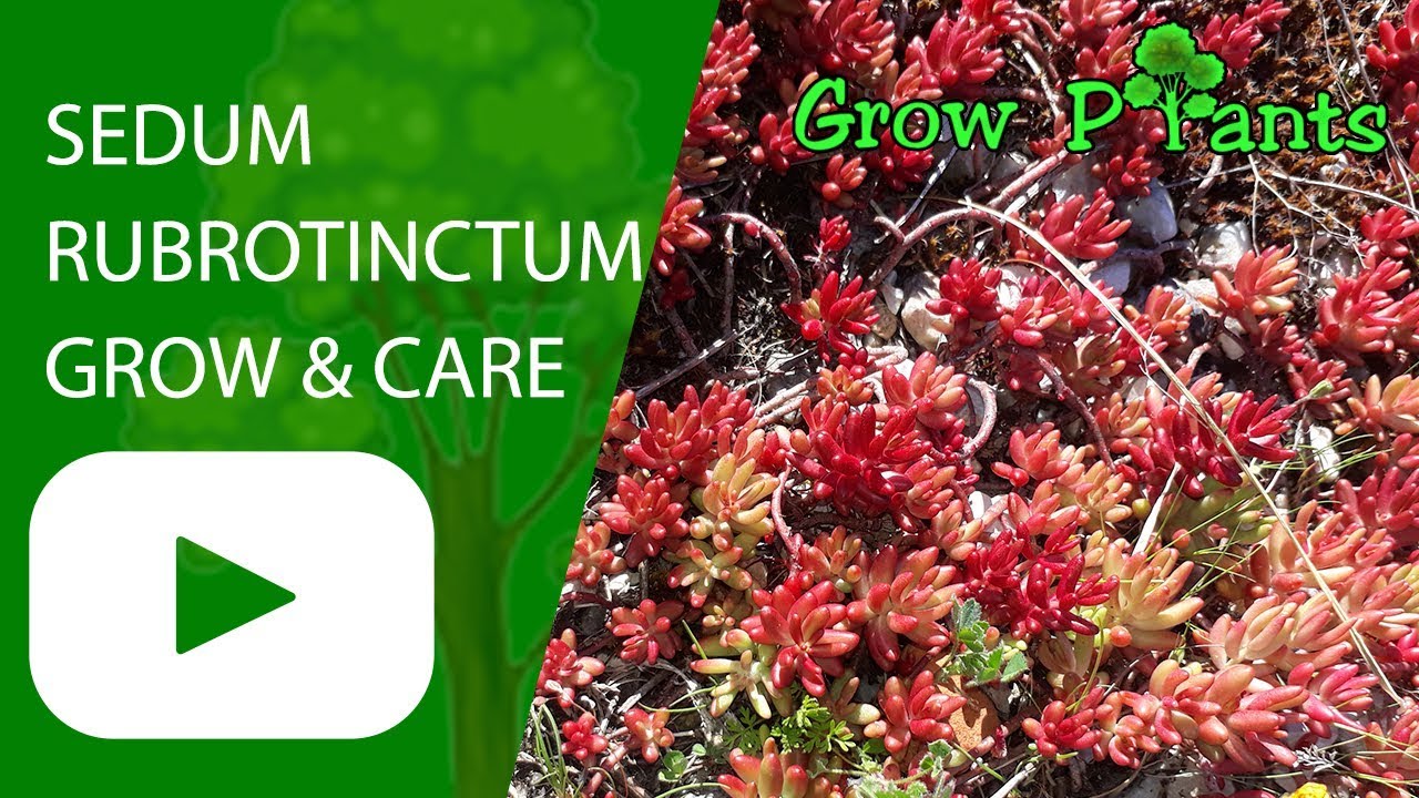 Sedum rubrotinctum - growing and care