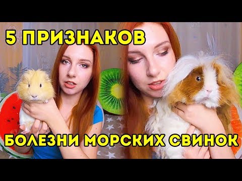 5 ПРИЗНАКОВ БОЛЕЗНИ МОРСКИХ СВИНОК | SvinkiShow