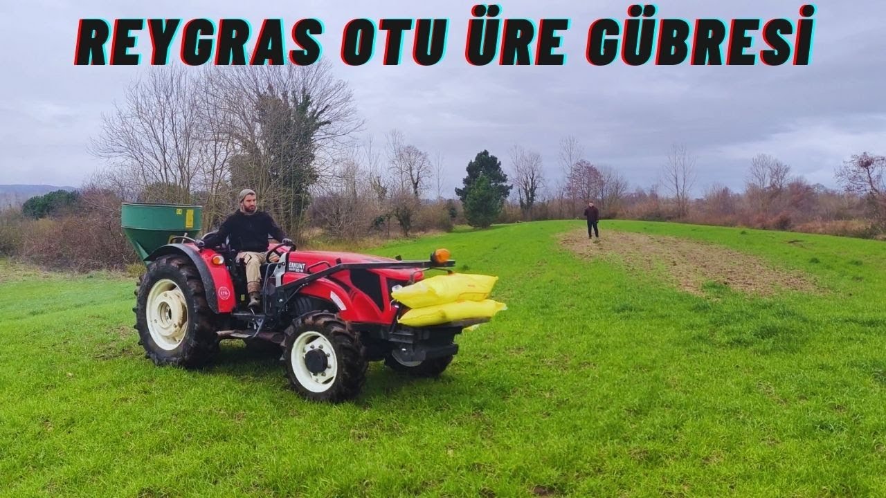 REYGRAS OTLARI BÜYÜYOR / HAYVANLARA KIŞLIK YEŞİL OT / GÜBRE ZAMANII