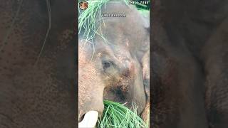 विशालकाय दांतों वाला हाथी!@corbettvinodbhadolaji #viralvideo #wildlife #trending #elephant #ctr