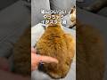 「猫についついやっちゃういたずら3選」フルはSpotify ほか音楽アプリへ|猫あるあるソング