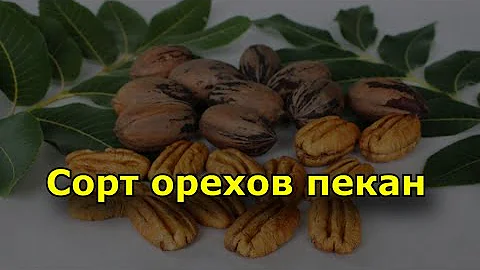 Что такое пекан? Сорт орехов пекан