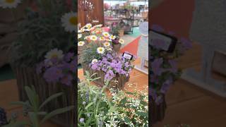 Идеи для контейнерного озеленения 🌿 #сад #garden #декор #контейнерноеозеленение