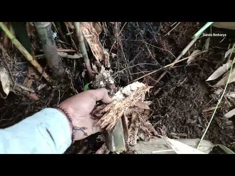 Video: Tørkede blader som mulch: tips om bruk av bladstrø til mulch