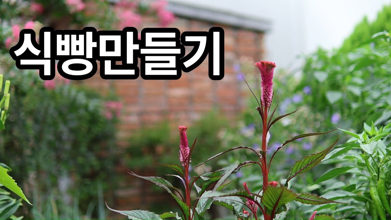 8월초 정원. 식빵만들기. 셀릭스 가지치기 - 2025년 8월 1일~14일