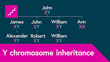 Is the Y chromosome only in males?