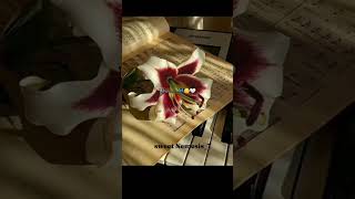 Lilies.... #sweet #nemesis #asthetic #love #shorts