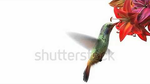 humming bird beautiful d animation